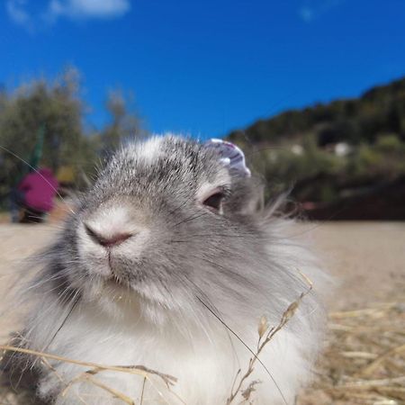 Agriturismo Monaci Templari Seborga Prensliği Dış mekan fotoğraf