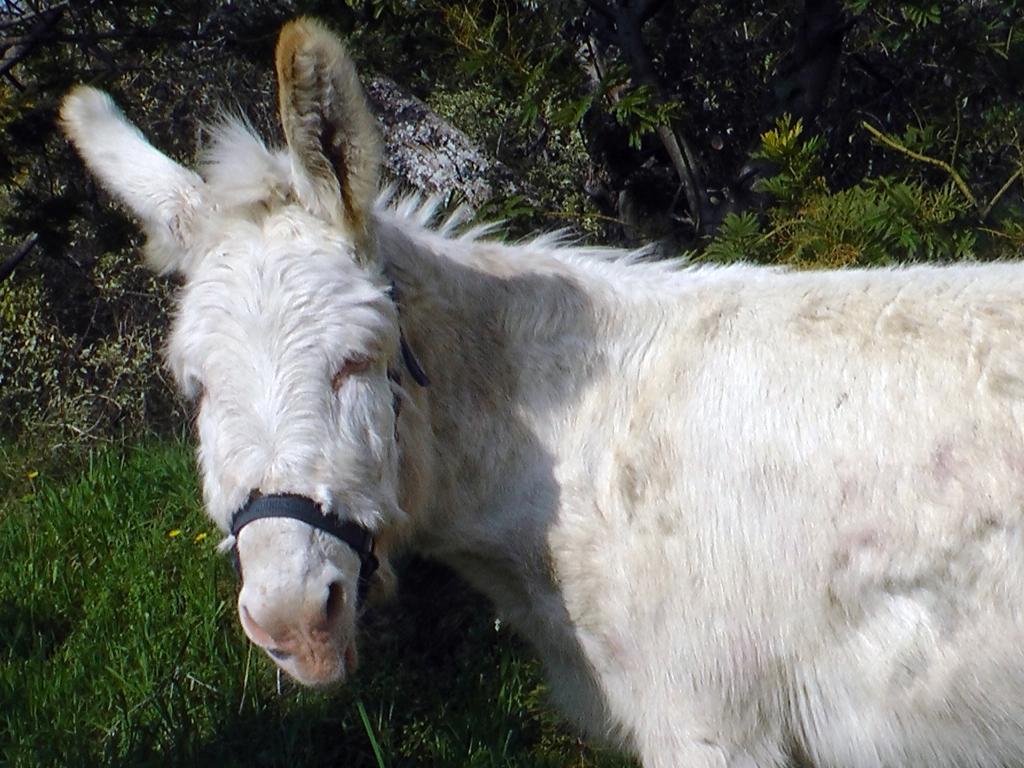 Agriturismo Monaci Templari Seborga Prensliği Dış mekan fotoğraf